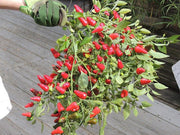 Hinkelhatz AKA Chicken Heart Pepper (Capsicum annuum) Cultivated Here In Pennsylvania by the Dutch since the 1880s-Organically Grown
