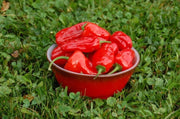 Hinkelhatz AKA Chicken Heart Pepper (Capsicum annuum) Cultivated Here In Pennsylvania by the Dutch since the 1880s-Organically Grown