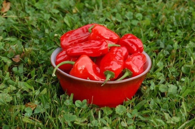 Hinkelhatz AKA Chicken Heart Pepper (Capsicum annuum) Cultivated Here In Pennsylvania by the Dutch since the 1880s-Organically Grown