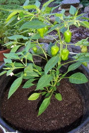 Hinkelhatz AKA Chicken Heart Pepper (Capsicum annuum) Cultivated Here In Pennsylvania by the Dutch since the 1880s-Organically Grown