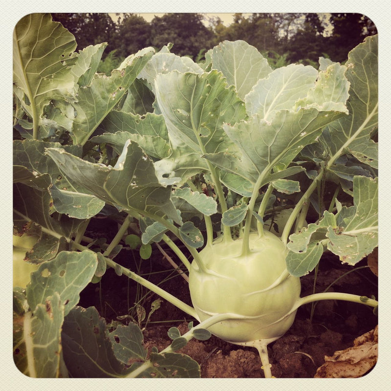 4 Kossak Kohlrabi Live Plants