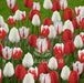 Holiday Mixture ,Tulip bulbs - Caribbeangardenseed