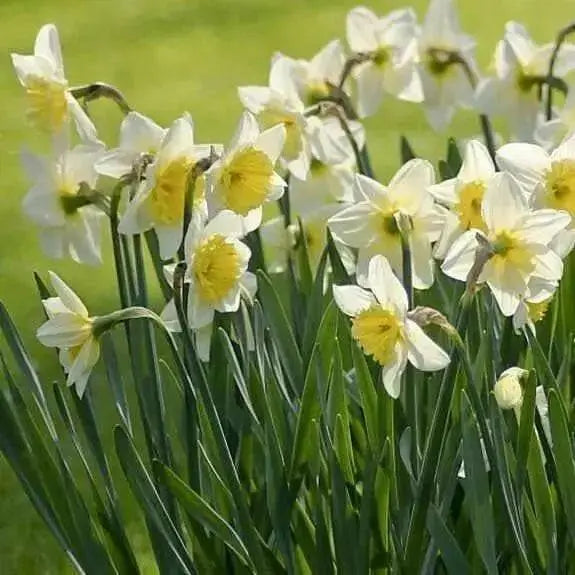 Holland Sensation Daffodil Bulbs ,Fall Planting , - Caribbean garden seed