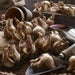 Holland Sensation Daffodil Bulbs ,Fall Planting , - Caribbean garden seed