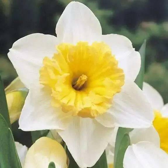 Holland Sensation Daffodil Bulbs ,Fall Planting ,