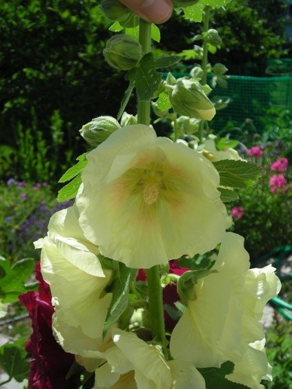 Hollyhock Seeds - Russian Hollyhock - Lemon /Yellow (Alcea rosea ) Single Flowered