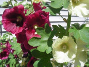 Hollyhock Seeds - Russian Hollyhock - Lemon /Yellow (Alcea rosea ) Single Flowered