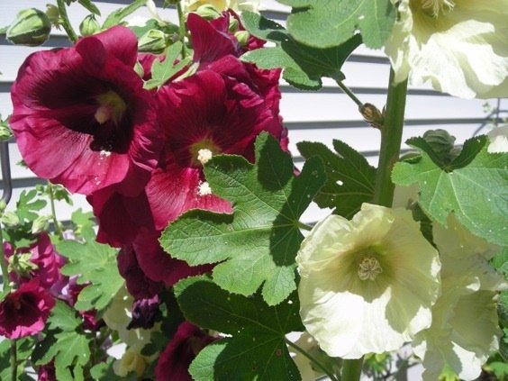 Hollyhock Seeds - Russian Hollyhock - Lemon /Yellow (Alcea rosea ) Single Flowered