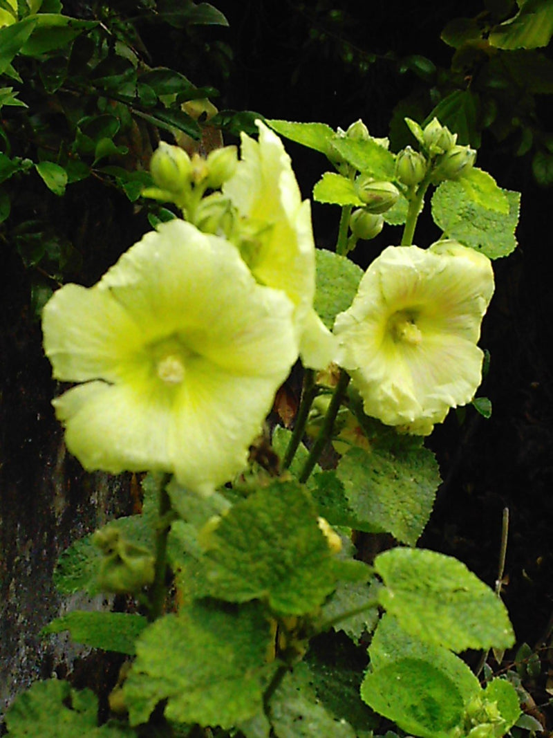 Hollyhock Seeds - Russian Hollyhock - Lemon /Yellow (Alcea rosea ) Single Flowered