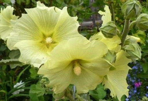 Hollyhock Seeds - Russian Hollyhock - Lemon /Yellow (Alcea rosea ) Single Flowered