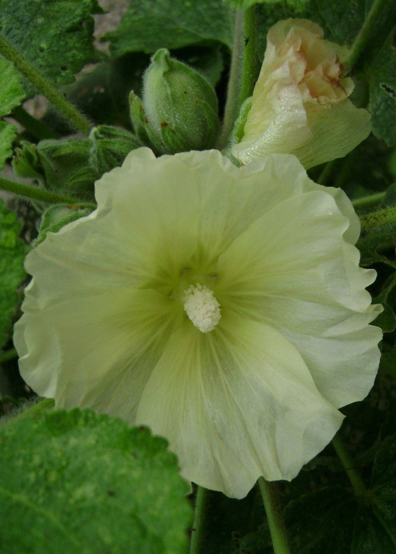 Hollyhock Seeds - Russian Hollyhock - Lemon /Yellow (Alcea rosea ) Single Flowered
