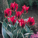 HOLLYHOOD Tulip Bulbs" ,FALL PLANTING ! - Caribbeangardenseed