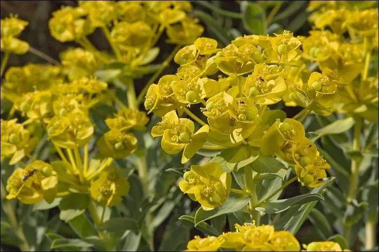 10 Nice spurge, Honey-flowered spurge (Euphorbia nicaeensis) succulent - Caribbeangardenseed