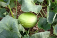 Honeydew Melon Seed - Grow In the garden, in containers, on balconies or porches HEIRLOOM , Organic,Utreated Non gmo - Caribbeangardenseed