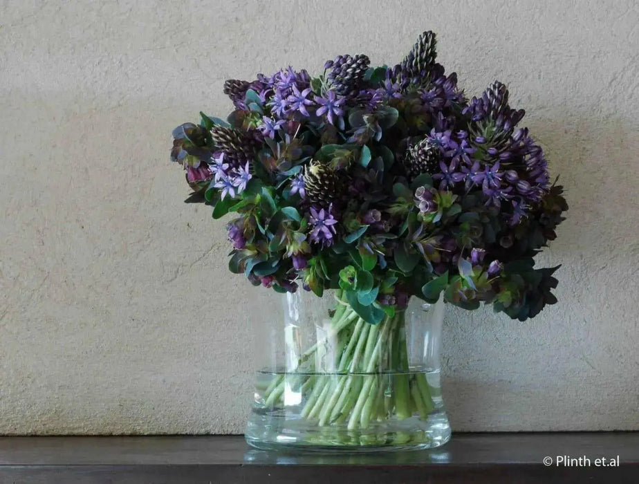 Honeywort Seeds,Cerinthe major 'Purpurascens'.BLUE SHRIMP PLANT, Great In Container, Perennial. - Caribbean garden seed