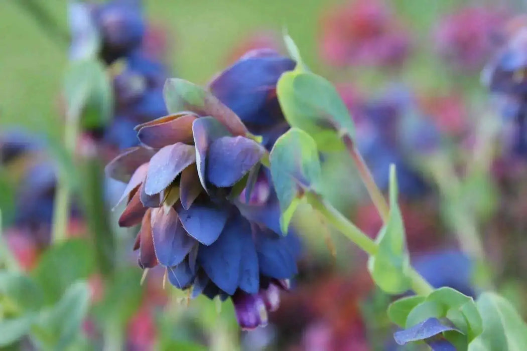 Honeywort Seeds,Cerinthe major 'Purpurascens'.BLUE SHRIMP PLANT, Great In Container, Perennial. - Caribbean garden seed