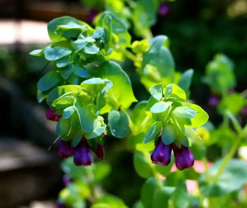Honeywort Seeds,Cerinthe major 'Purpurascens'.BLUE SHRIMP PLANT, Great In Container, Perennial. - Caribbean garden seed