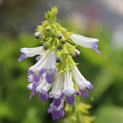 Horminum pyrenaicum f. alboviolaceum (Album) Seeds - Caribbean garden seed