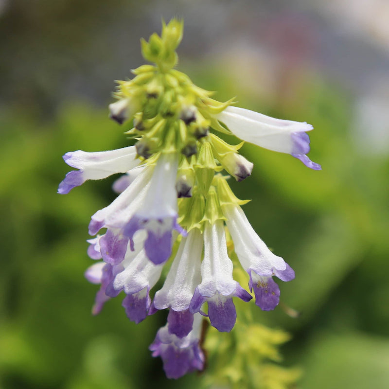 Horminum pyrenaicum f. alboviolaceum (Album) Seeds - Caribbean garden seed