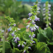 Horminum pyrenaicum f. alboviolaceum (Album) Seeds - Caribbean garden seed
