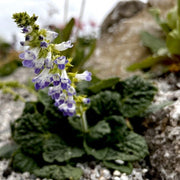 Horminum pyrenaicum f. alboviolaceum (Album) Seeds - Caribbean garden seed