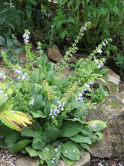 Horminum pyrenaicum f. alboviolaceum (Album) Seeds - Caribbean garden seed