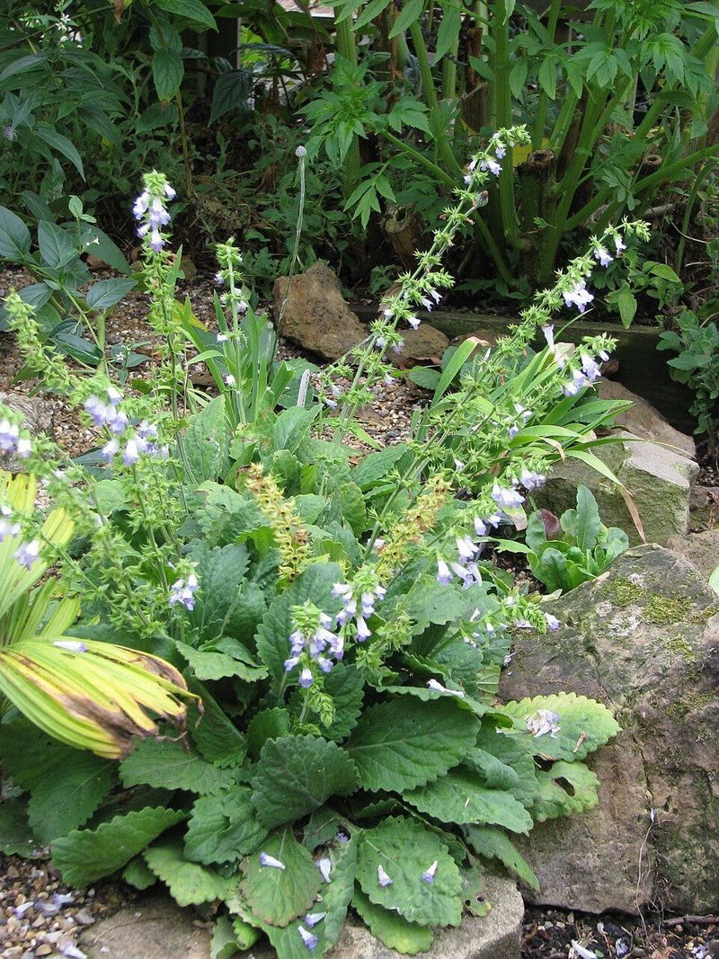 Horminum pyrenaicum f. alboviolaceum (Album) Seeds - Caribbean garden seed