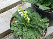 Horminum pyrenaicum f. alboviolaceum (Album) Seeds - Caribbean garden seed