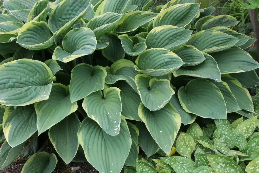 HOSTA, Aureo Marginata (Bareroot PLANT) Perennial - Caribbean garden seed