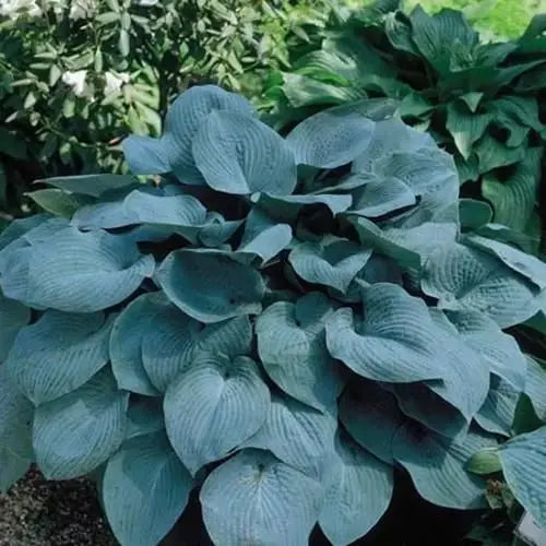 HOSTA, Fragrant Blue ANGEL (Bareroot PLANT) Perennial - Caribbeangardenseed