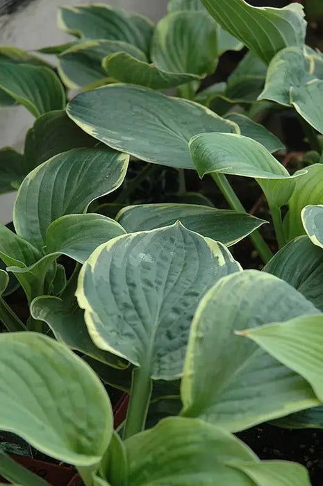 HOSTA, CHRISTMAS TREE (Bareroot PLANT) Perennial - Caribbeangardenseed