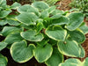 HOSTA, CHRISTMAS TREE (Bareroot PLANT) Perennial - Caribbeangardenseed