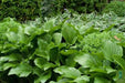 Hosta Elata Seeds AKA Platain Lily, Flowers ,Perennial shade loving Plant - Caribbeangardenseed