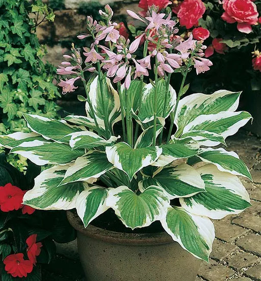 Hosta patriot (3 Bareroot Plant) Garden flowers, shade perennial - Caribbeangardenseed