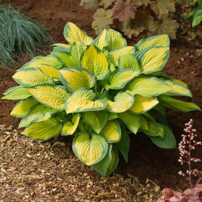 hosta paul's glory (Bareroot PLANT) SHADE PERENNIAL FOLIAGE - Caribbean garden seed