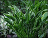 Hosta PRAYING HANDS  (3 Bareroot FOLIAGE Plant) flowers, SHADE PERENNIAL - Caribbean garden seed