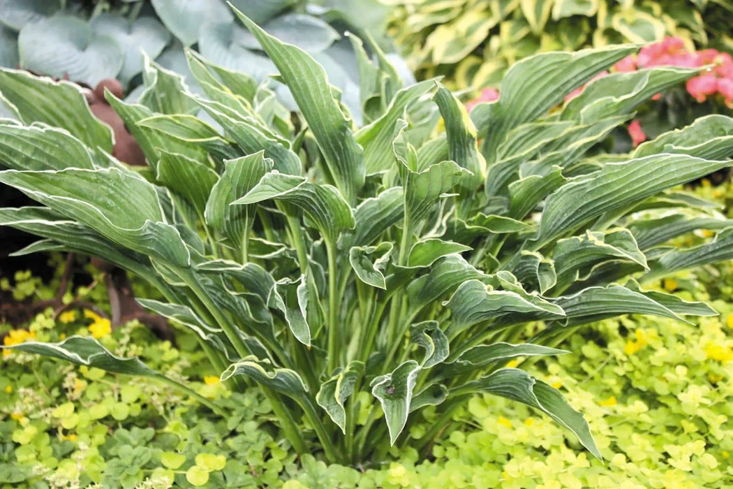 Hosta PRAYING HANDS (3 Bareroot Plant) flowers, shade perennial - Caribbeangardenseed