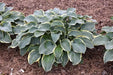 Hosta Regal splendor(Bareroot PLANT) Perennial - Caribbeangardenseed