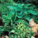 Hosta Seeds-American Crosses Mix - Caribbeangardenseed