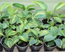 Hosta Seeds-American Crosses Mix - Caribbeangardenseed