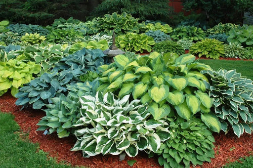 Hosta Seeds - American Hybrids AKA Platain Lily, White Flowers ,Perennial shade loving Plant - Caribbeangardenseed