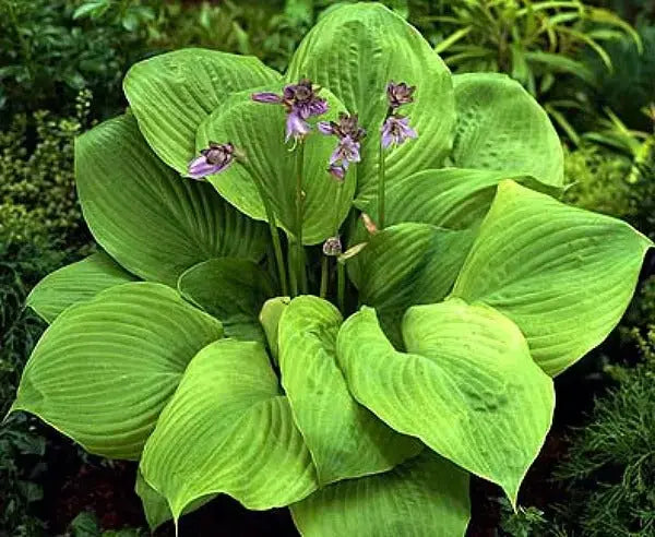 Hosta Sum & Substance (Bareroot PLANT) Perennial - Caribbeangardenseed