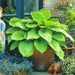 Hosta Sum & Substance (Bareroot PLANT) Perennial - Caribbeangardenseed