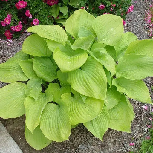 Hosta Sum & Substance (Bareroot PLANT) Perennial - Caribbeangardenseed