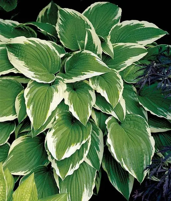 HOSTA, undulata Medio Marginata (Bareroot PLANT) Perennial - Caribbeangardenseed