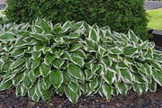 Hosta Undulated Albo Marginata (Plants/Root) Shade Loving Plant,Fast Growing,Low growing ,Zone 4 - 8