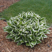 Hosta Undulated Albo Marginata (Plants/Root) Shade Loving Plant,Fast Growing,Low growing ,Zone 4 - 8