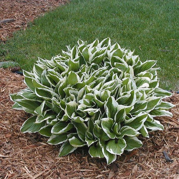 Hosta Undulated Albo Marginata (Plants/Root) Shade Loving Plant,Fast Growing,Low growing ,Zone 4 - 8