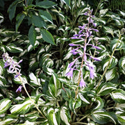 Hosta Undulated Albo Marginata (Plants/Root) Shade Loving Plant,Fast Growing,Low growing ,Zone 4 - 8