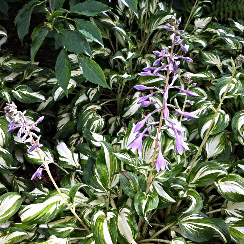 Hosta Undulated Albo Marginata (Plants/Root) Shade Loving Plant,Fast Growing,Low growing ,Zone 4 - 8